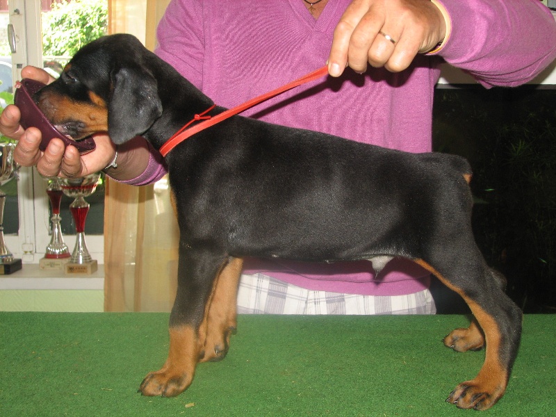 des San Marin - Dobermann - Portée née le 03/05/2013